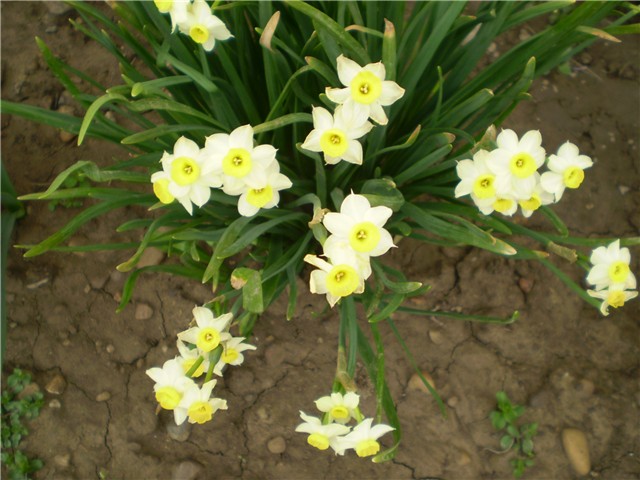 narcisi